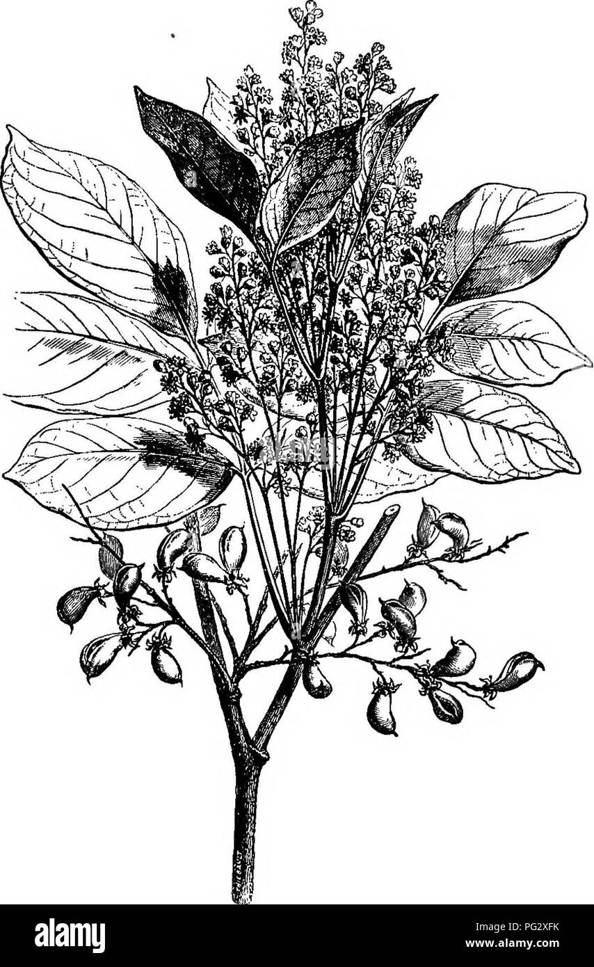 . L'histoire naturelle des plantes. La botanique. NATUEAL HISTOIRE DE PLANTES. VII. CONNAKACEiE. I. CONNAEUS SEEIES. Connarus^ (figs. 1-8) a hermaplirodite régulière des fleurs. Le RECEP- tacle est convexe, concave ou sligMly^ au sommet, et les ours successivement Connams OmpTialobimn Patrisii {).. Fig. 1.-l'habitude. ' L., le général, n. 830.-Adans., la FCM. des PL, ii. 94 ; Snppl., ii, 343 ; III, t. 612.-K., dans Am. ii. 343.-J., le général, 369 452, 453.-Lamk., alimentation., So. Nat., Ser. 1, ii 359.-B. Bb., Congo, 433 ; VOL. II. 2. Veuillez noter que ces images sont extraites de la page numérisée des images qui peuvent avoir été retouchées numériquement Banque D'Images