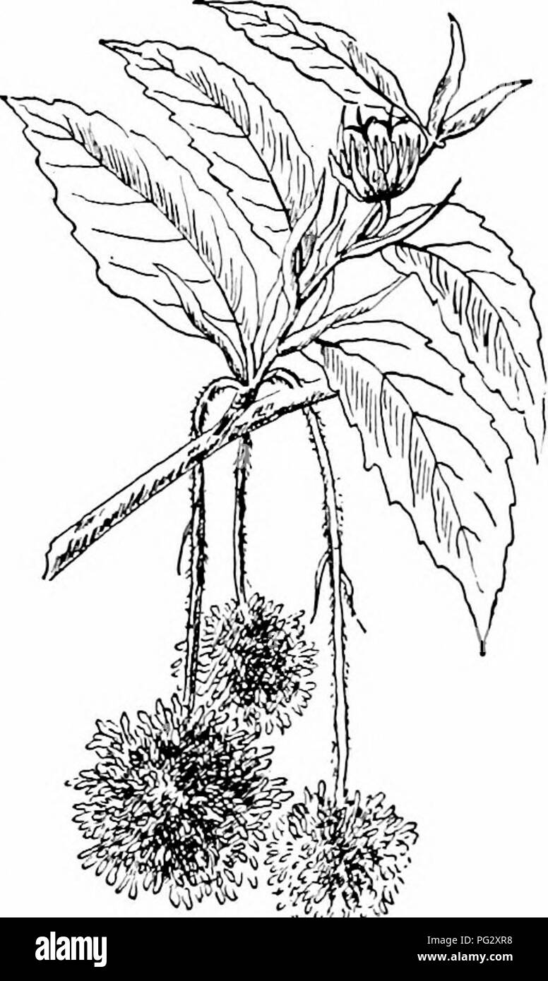 . Nos arbres indigènes et la façon de les identifier ; une étude de leurs habitudes populaires et leurs particularités. Les arbres. Un Stjmin Pistillali.tte et un ol le Hêtre ; Fleurs en larged. devenant brun sur les jeunes arbres s'accrochent souvent aux branches tout win- ter. Quand les feuilles commencent à apparaître au printemps, ils sont lourdement chargés de jus acide. Les pétioles, court- slightK cannelé, pubescentes. Stipules caduques. /•/ci2l.-avril, lorsqu'un tiers sont leaes cultivés. Garder à l'Staniinate têtes globuleuses de un pouce de diamètre sur slender h.ury, le tlowers staminale les pédoncules sont jaune- vert lowish et se composent d'un clocher-sliaped f Banque D'Images . Nos arbres indigènes et la façon de les identifier ; une étude de leurs habitudes populaires et leurs particularités. Les arbres. Un Stjmin Pistillali.tte et un ol le Hêtre ; Fleurs en larged. devenant brun sur les jeunes arbres s'accrochent souvent aux branches tout win- ter. Quand les feuilles commencent à apparaître au printemps, ils sont lourdement chargés de jus acide. Les pétioles, court- slightK cannelé, pubescentes. Stipules caduques. /•/ci2l.-avril, lorsqu'un tiers sont leaes cultivés. Garder à l'Staniinate têtes globuleuses de un pouce de diamètre sur slender h.ury, le tlowers staminale les pédoncules sont jaune- vert lowish et se composent d'un clocher-sliaped f Banque D'Images