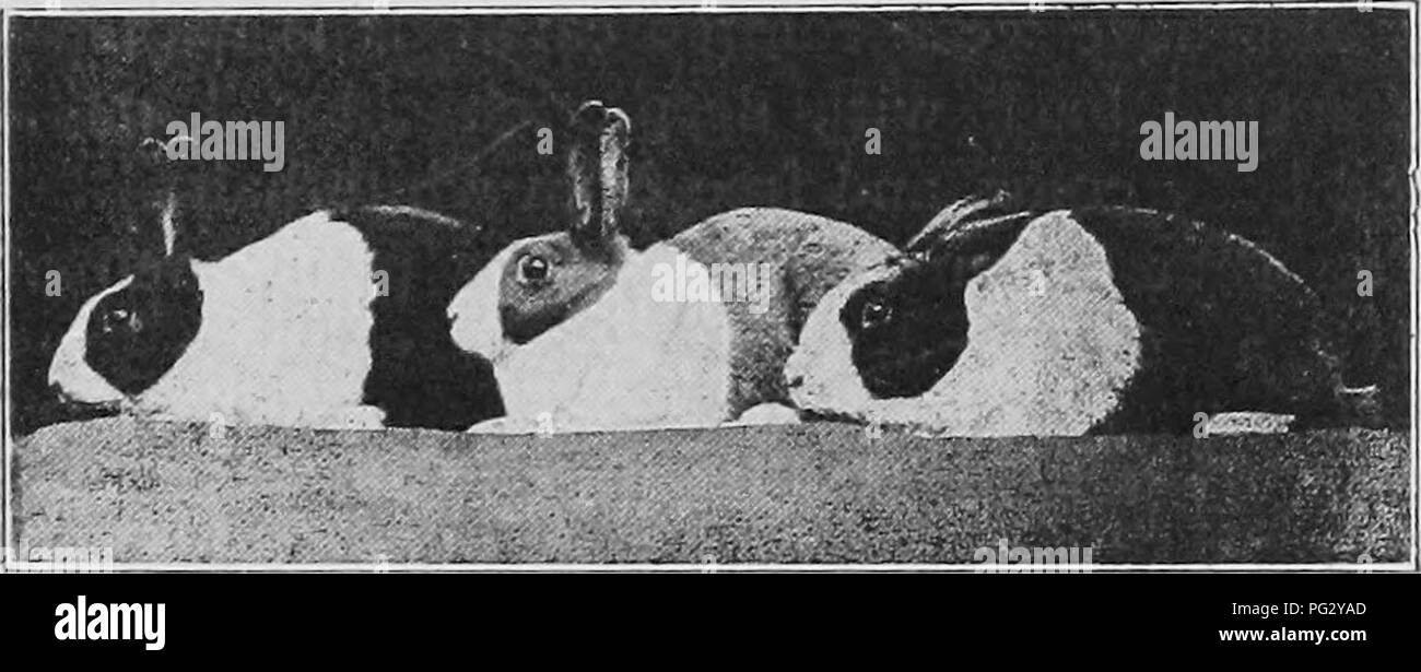 Ce guide fournit des conseils d'expert sur l'élevage de lapins à des fins d'exposition et de marché, en se concentrant sur le maintien des traits désirables tels que la couleur et la qualité de la fourrure. Il met en évidence des techniques d'élevage pour améliorer la couleur du pelage et la pigmentation des yeux chez les lapins, en particulier la variété bleue. Banque D'Images