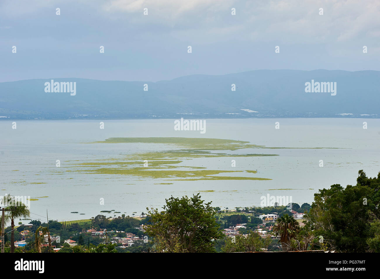 Le lac de Chapala, Mexique, 23 août 2018. Les espèces envahissantes de jacinthes d'eau (Eichhornia crassipes) Couverture du Lac Chapala (Mexique) le plus grand lac d'eau douce, Jalisco, Mexique. Malgré tous les efforts déployés par le gouvernement de Jalisco pendant un certain nombre d'années pour éradiquer cette espèce introduite il continue de se propager, 2018 prouvant pire que jamais causant des inondations en bloquant les canaux, les fossés et les tuyaux et la diminution de l'oxygène dissous de mettre en danger les stocks de poissons locaux. Peter Llewellyn Crédit/Alamy Live News Banque D'Images