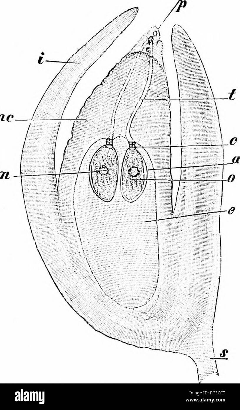 . Des études de l'usine ; une école primaire la botanique. La botanique. SPEEIIATUPIIYTES : (iYMN()SL&gt;EUMK nc 551 pine le micropyle est dirigé vers le bas, vers la base de la sporophylle. 230. Les gamétophytes.-l'homme et la femme gameto- phytes sont si petites qu'elles développent entièrement dans les spores (pollen-grain et de l'embryon-sac), et donc ne peut être observé par le microscope. La femelle gameto- phyte (souvent appelé " en- dosperm ») remplit le grand sac embryonnaire, et sur sa surface vers le micropyle lar- develojos en forme de fiole arcbe- gonia (Fig. 312). L'homme gameto- phyte est encore mor Banque D'Images