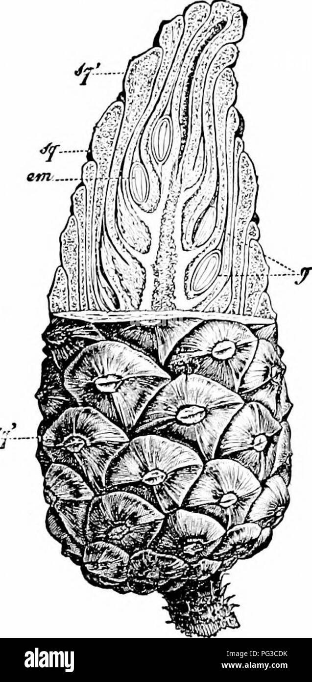 . Des études de l'usine ; une école primaire la botanique. La botanique. Kl'ElIMATOPIIYTES VlINrjSl ; (;'KKMS 349 risque de devenir confus et d'oublier que les grains de pollen sont asexuels sj)minerais. 229. Megasporophylls.-Les fleurs composé de mega- sporophylles devenir beaucoup plus grand que les autres, de se former. Veuillez noter que ces images sont extraites de la page numérisée des images qui peuvent avoir été retouchées numériquement pour plus de lisibilité - coloration et l'aspect de ces illustrations ne peut pas parfaitement ressembler à l'œuvre originale.. John Coulter, Merle, 1851-1928. New York, D. Appleton and Company Banque D'Images