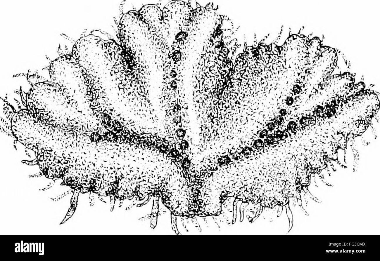 . Des études de l'usine ; une école primaire la botanique. La botanique. ^k Fn ;. 3sn â i petit f spc ks (si Ti} tnliiil&Lt ; ii p i*-s'il^^ tliallLlf tlip cs iii. ÂAtt lLASLLIv S I 1((,b,K.. La FIA. "Je"^^ irnonirpiifi. li'un Marcliantia vliizoids forme, montrant de nombreuses à partir de la iie j'^iirlace(ral, (Ik- dicliolomous branchin.i,', et la position de l'sporogonia sur FPI ; surface dorsale le long de la côte."â(-Joldiiergku.. Veuillez noter que ces images sont extraites de la page numérisée des images qui peuvent avoir été retouchées numériquement pour plus de lisibilité - coloration et l'aspect de ces illustrations ne peut pas parfaitement r Banque D'Images