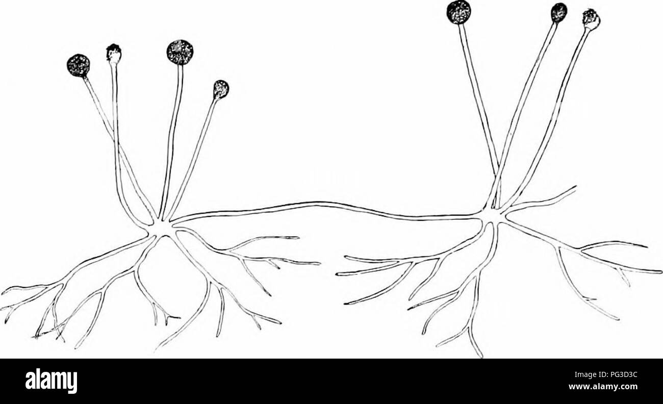 Ce texte se concentre sur la biologie et la reproduction des champignons, en particulier le processus de libération et de germination des spores. Il décrit le cycle de vie des champignons, y compris la formation de spores asexuées dans les sporanges, leur dispersion par le vent et leur germination subséquente pour former un nouveau mycélium. Banque D'Images