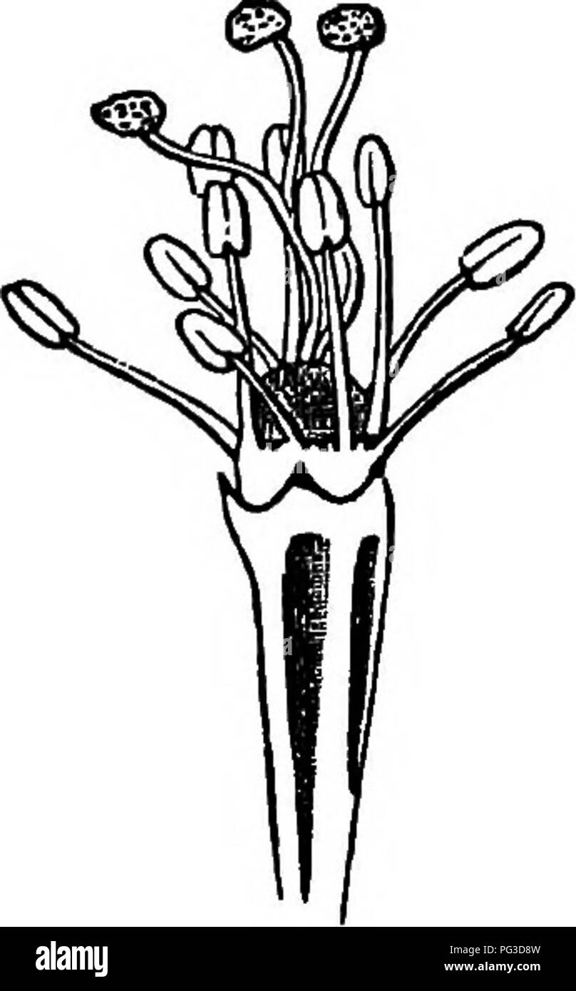 . Les différentes formes de fleurs sur les plantes de la même espèce. Les végétaux, fertilisation des plantes. HETEROSTYLED 122 plantes dimorphiques. Chap, stigmates IIL rester en dessous des anthères. Les stigmates dans de nombreux cas, mais pas dans toutes les fleurs de style traditionnel, sont plus grands que ceux de la style. Les anthères des fleurs de style court se tiennent sur un niveau avec les stigmates de l'autre forme ; mais les étamines sont plus longues par seulement un quart ou un cinquième de Kg. 8.. Veuillez noter que ces images sont extraites de la page numérisée des images qui peuvent avoir été retouchées numériquement pour plus de lisibilité - coloration et apparition de th Banque D'Images