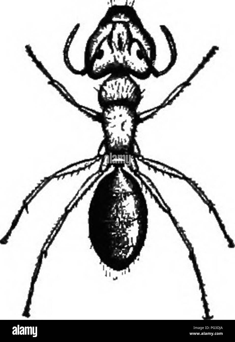 . Le guide de l'apiculteur ; ou, Manuel du rucher. Les abeilles. Ou, de la traite, MANUAI rucher. La chambre 501, il n'est pas difl&amp;cult de pratiquer un empoisonnement. Une année j'ai essayé Paris-vert avec succès. Il y a plusieurs rapports de fourmis entrer dans les ruches et de tuer les abeilles ; même la reine est dit avoir été ainsi détruite. Je apprendre froni M. H. E. Hill, de Floride, d'une grande fourmi rouge, propre à cette section (Fig. 288), qui est une terreur pour les abeilles. Il a détruit 19 noyaux dans une semaine, et des centaines de dollars d'abeilles, de M. Hill. Il cache et terriers dans le bois pourri, au-dessus et au-dessous du sol Banque D'Images