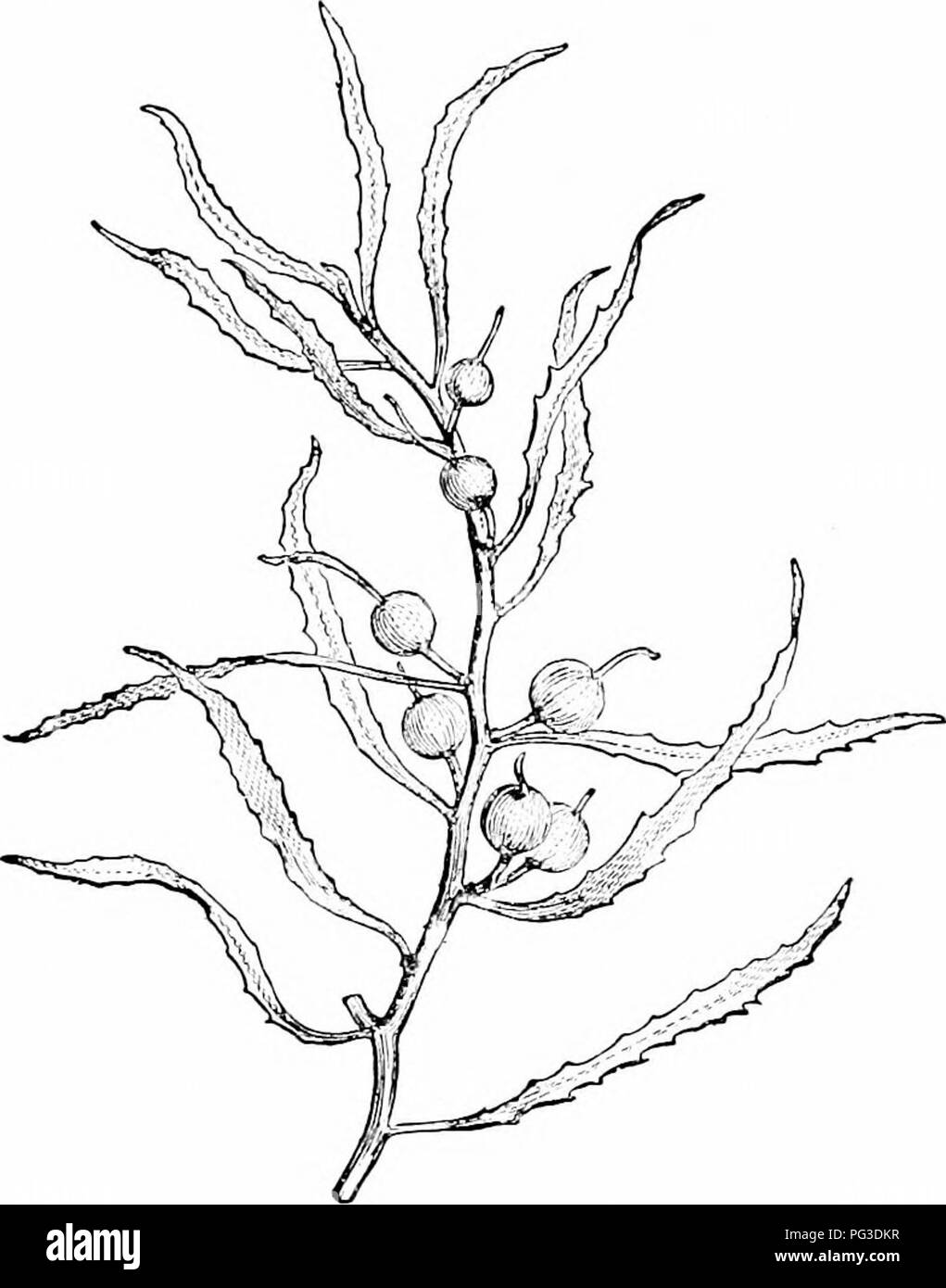 Cette illustration tirée de *Plant Studies* fournit un aperçu élémentaire de la botanique, en se concentrant sur les différences entre les plantes aquatiques et les plantes terrestres. Il traite du développement des tissus mécaniques et des caractéristiques uniques des plantes aquatiques, comme les flotteurs vésicaux de Gulfweed (*Sargassum*). Il met l'accent sur la capacité de la plante à maintenir sa forme grâce à des structures spécialisées. Banque D'Images