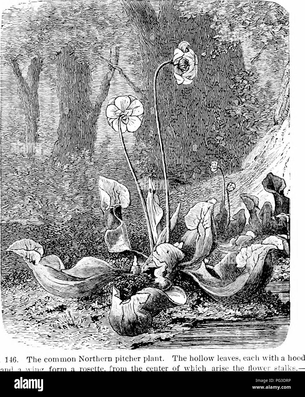 Ce manuel de botanique élémentaire explore la nutrition des plantes, en se concentrant plus particulièrement sur la respiration et l'absorption de l'oxygène. Il détaille les processus biochimiques de la dégradation des protoplasmes et de la production de déchets comme le dioxyde de carbone et l'eau, essentiels à la survie des plantes. Banque D'Images