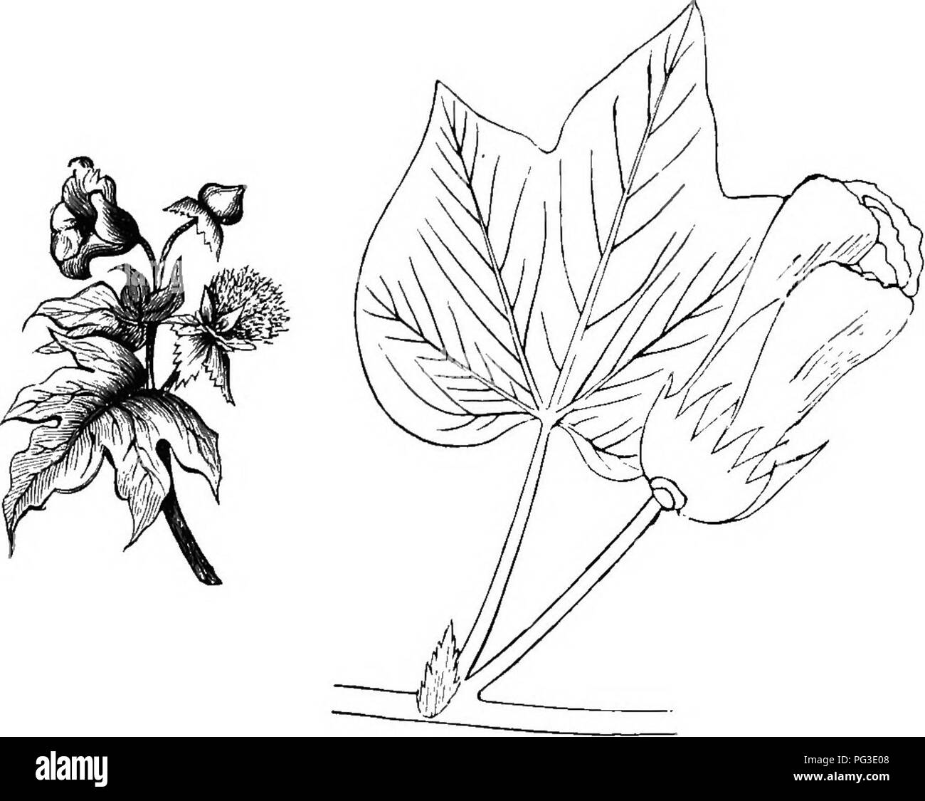 . Le guide de l'apiculteur ; ou, Manuel du rucher. Les abeilles. 432 THB-KBBPBR GUIDB BBE S ; il y a plusieurs espèces dans le sud-est en fleur. Dans de nombreuses parties de commencer à fleurir en mai. L'un des plus beaux d'entre eux est le Magnolia glauca (Fig-. 237). On s'imagine tout de suite qu'il était un proche parent du Tulip Tree. C'est également courant dans le sud de la Californie. Fig. 236.. Le coton. d'origine. Juillet PLANTES. Au début de ce mois s'ouvre la célèbre tilleul ou lin- den (Tilia americana), {Fig. 238), qui, pour la profusion et la qualité de son miel, n'a pas de supérieur. M. Doolittle a obtenu 66 livres de Banque D'Images