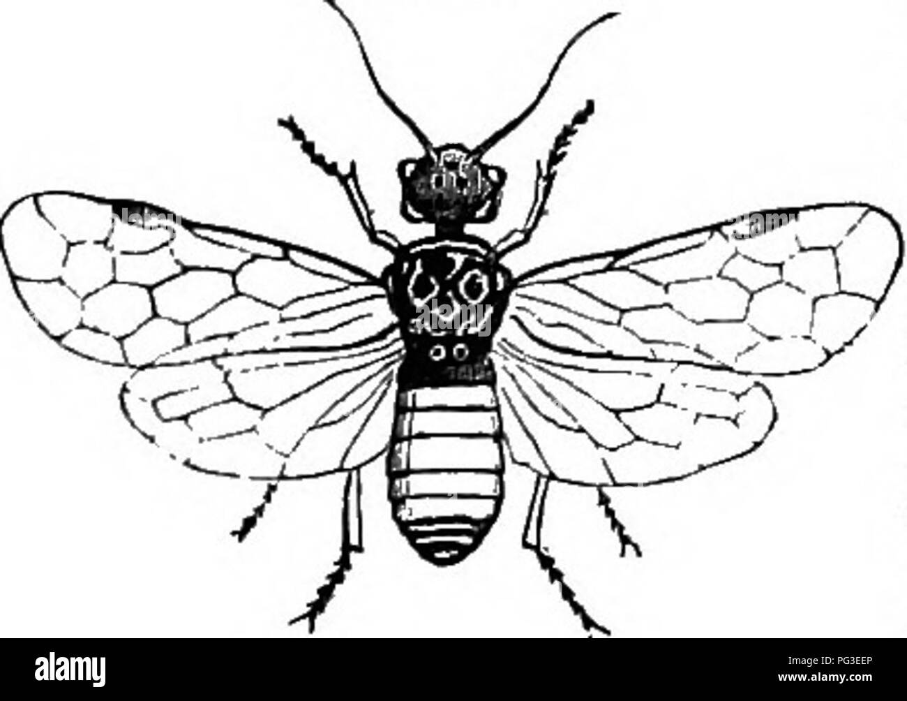 . Le livre du jardin. Le jardinage. ROSe-AKTLER SAAV-fly. Les cornes sont ramifiées et effilé ; les ailes, qui sont au nombre de quatre, sont irridescent, et légèrement coloré avec une teinte brunâtre foncé ; le stigmate et nervures brun, l'ocre des jambes, cuisses- noir, sauf à l'extrémité. Il est diffi- Fig. 276.. Veuillez noter que ces images sont extraites de la page numérisée des images qui peuvent avoir été retouchées numériquement pour plus de lisibilité - coloration et l'aspect de ces illustrations ne peut pas parfaitement ressembler à l'œuvre originale.. McIntosh, Charles, 1794-1864. Edimbourg, Londres, W. Blackwood and Sons Banque D'Images