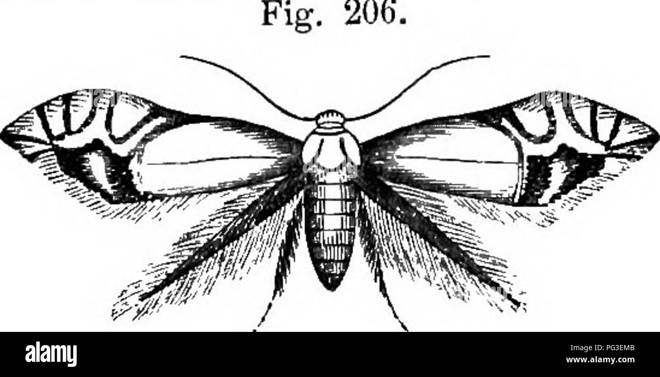 . Le livre du jardin. Le jardinage. Jardin de fruits 474. formant ainsi lai'ge ovales ou arrondies, correctifs, plusieurs de -frhich unissent souvent ensemble, et donc 206.. Veuillez noter que ces images sont extraites de la page numérisée des images qui peuvent avoir été retouchées numériquement pour plus de lisibilité - coloration et l'aspect de ces illustrations ne peut pas parfaitement ressembler à l'œuvre originale.. McIntosh, Charles, 1794-1864. Edimbourg, Londres, W. Blackwood and Sons Banque D'Images