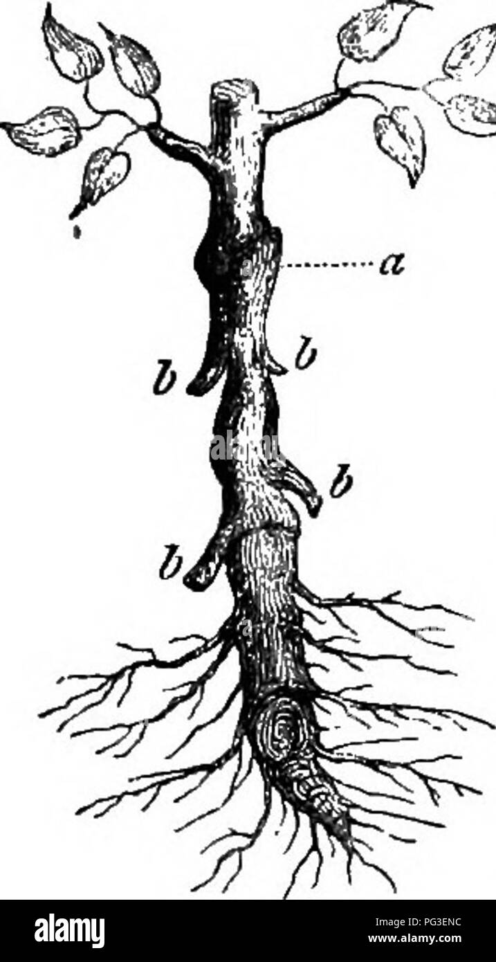 Ce guide de jardinage explique le processus de plantation de poiriers sur des stocks de coings, en soulignant l'importance des techniques de greffe pour assurer le développement des racines et la croissance saine des arbres. Banque D'Images