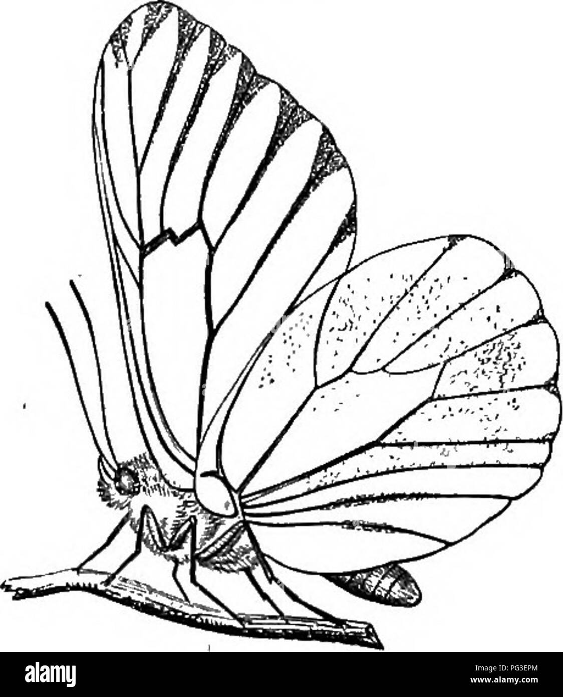 . Le livre du jardin. Le jardinage. L'APPLE. 437 Fig. 181. Les racines des plantes, demeure sous la terre tout l'hiver, et l'appel de l' au printemps en l'état transformé d'un insecte parfait. Ils sont plus dangereux pour les jeunes arbres que d'anciens, et commettre des ravages triste souvent parmi le matériel de pépinière. Arroser le sol avec de la chaux-de l'eau, sur les racines des arbres, au cours de l'hiver, l'application d'esprits de goudron, ou gaz-eau ammoniacale, contribuera grandement à réduire leur nombre. Melolontha {Anisoplia) horticola de fabr., Phyliopertha horticola de Kirby et Stephens, fig. 181, est un coléoptère de manger des feuilles, et est parti- gue Banque D'Images