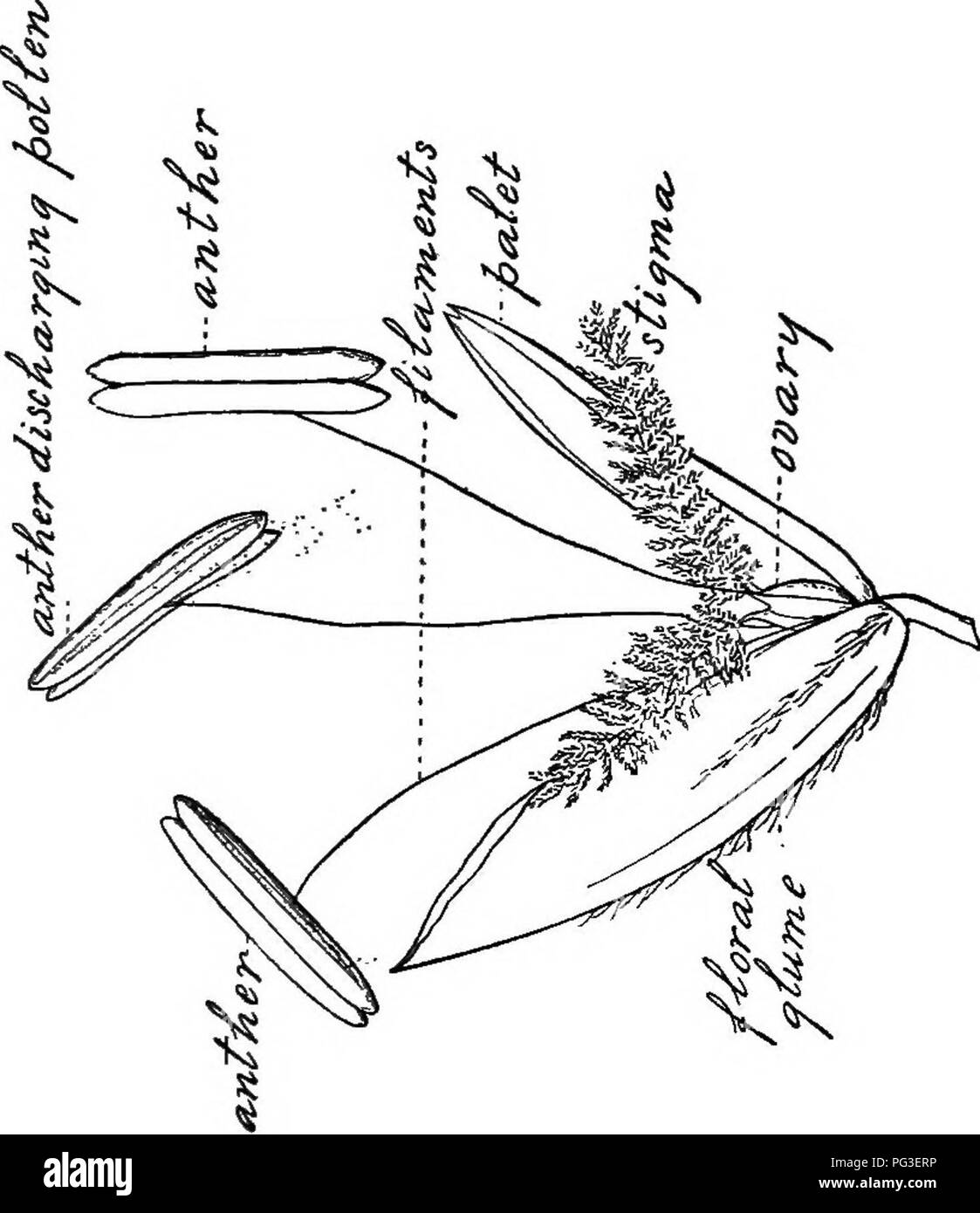 . Les herbes de la ferme des États-Unis ; un traité pratique sur l'herbe, à l'ensemencement des cultures et la gestion des prairies et pâturages, la description des meilleures variétés, les semences et de ses impuretés, des herbes pour des conditions spéciales, etc., etc. Les graminées. . Veuillez noter que ces images sont extraites de la page numérisée des images qui peuvent avoir été retouchées numériquement pour plus de lisibilité - coloration et l'aspect de ces illustrations ne peut pas parfaitement ressembler à l'œuvre originale.. Spillman, W. J. (William Jasper). New York, O. Judd company Banque D'Images