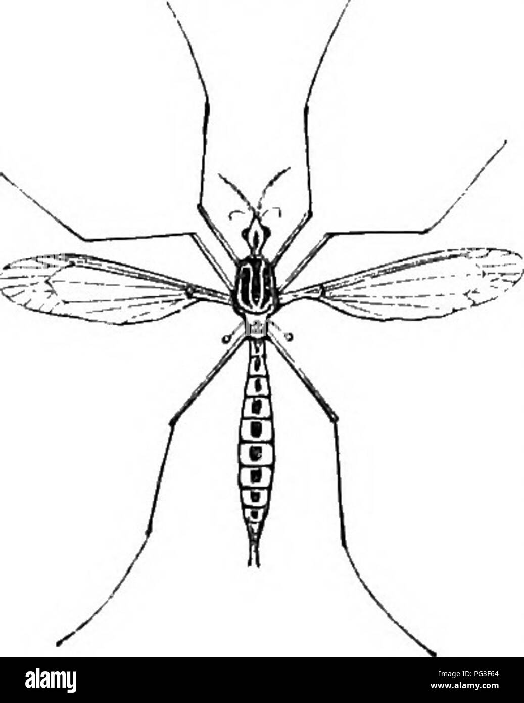 . Le livre du jardin. Le jardinage. TIGER MOTH ET CATERPILLAR. Ces peut être fréquemment repris en erreur pour les insectes vivants. Un autre ennemi de la laitue, ainsi que de nombreux produits du jardin, est le ma- culosa Tipula d Hoffmausegg (le jardin-gnat), fig. 68. Thegrubs Fig. 58. du genre ti- pula sont parmi les pires ene- mies de jardins. Il semble que, jusqu'à dernièrement, nous n'avions pas cor- rect idée du nombre de speci&s par qui nous sont infestés-Tipula oleracea évident- ly portant tout le blâme de la blessure faite par sa famille. Ruricola,dans " Gar- d Banque D'Images . Le livre du jardin. Le jardinage. TIGER MOTH ET CATERPILLAR. Ces peut être fréquemment repris en erreur pour les insectes vivants. Un autre ennemi de la laitue, ainsi que de nombreux produits du jardin, est le ma- culosa Tipula d Hoffmausegg (le jardin-gnat), fig. 68. Thegrubs Fig. 58. du genre ti- pula sont parmi les pires ene- mies de jardins. Il semble que, jusqu'à dernièrement, nous n'avions pas cor- rect idée du nombre de speci&s par qui nous sont infestés-Tipula oleracea évident- ly portant tout le blâme de la blessure faite par sa famille. Ruricola,dans " Gar- d Banque D'Images