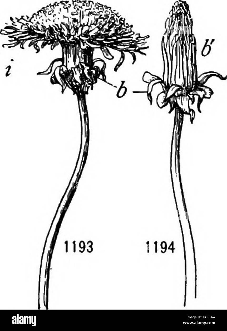 . Un manuel de botanique pour les collèges et universités ... La botanique. L'ÉCOLOGIE 872 fleurs sont plus éphémères que sont les fleurs diurnes (comme dans la nuit- blooming cereus), mais les fleurs de primevère du soir, bien que l'ouverture mais une fois, rester ouvert pendant quelques heures après le lever du soleil ; les fleurs de certaines espèces de Silene ouvert pendant au moins trois nuits successives. Les fleurs ont souvent une plus longue période de floraison au printemps et en automne qu'en été ; même ff "^^»^^^^ « m WiWi ^ ^^^^ fleurs éphémères que celles de l'Hibiscus trionum hémérocalles et fidva peut ouvrir vers le début ou la fin de la floraison Banque D'Images