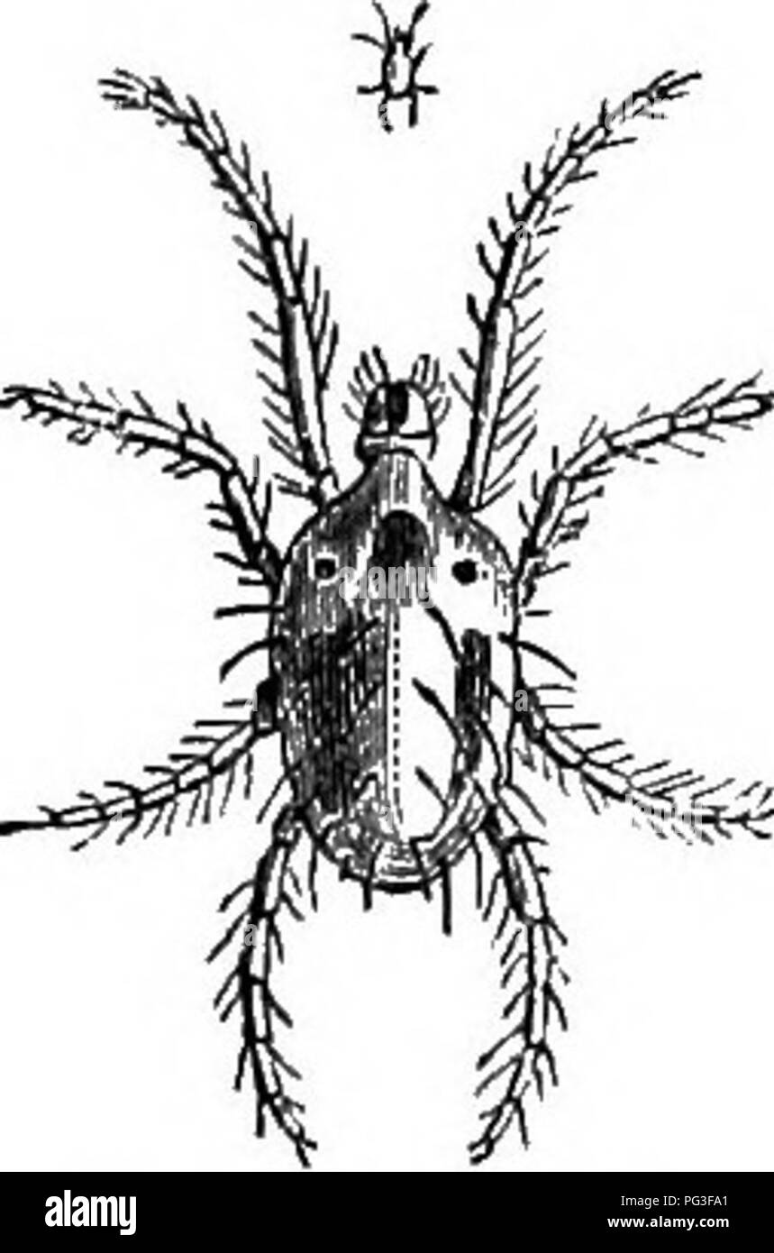 . Le livre du jardin. Le jardinage. Les LÉGUMINEUSES.-L'HARICOT. 77 Fig. 22. des feuilles^ et a ce moment la récemment éclos- et parfaite soit l'insecte se trouve près sous les côtes, ou sur rouve à la recherche d'un partenaire. Comme cette espèce est importé d'une région tropicale, il peut endurer beaucoup de chaleur à la vapeur, et est par conséquent plus difficile à extirper." Les mêmes moyens pour leur destruction ont été employées qui ont été utilisées contre son voisin tout aussi tenace l'araignée rouge, car ils sont généralement trouvés ensemble. Une atmosphère très sèche est favorable pour la production de Banque D'Images