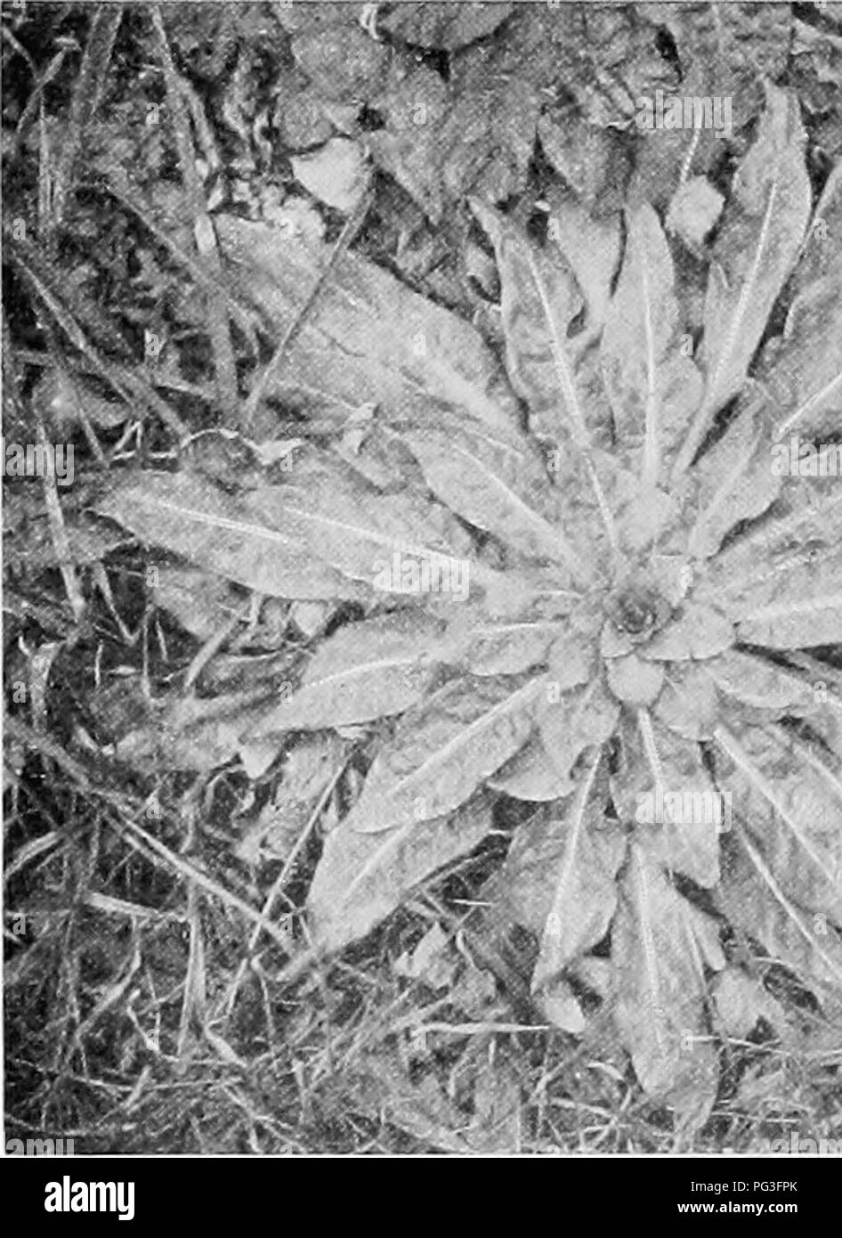 . Un manuel de botanique pour les collèges et universités ... La botanique. L'ÉCOLOGIE 714 plantes annuelles et bisannuelles.--Le jusque-là considérés comme des plantes peuvent être placés dans trois catégories générales : ceux qui ont un aspect saisonnier uniforme ; ceux dont les feuilles sont tombées au début de la période de sécheresse ou de froid ; et celles dans lesquelles toutes les parties aériennes sont perdus au début de la saison. La quatrième et dernière classe de plantes terrestres est celle dans laquelle l'ensemble de la plante meurt au début de la saison. Les membres les plus représentatifs de cette classe sont les annuelles,. , &gt ;"-^«^ j. -.. S-0"J&Lt ;- Banque D'Images