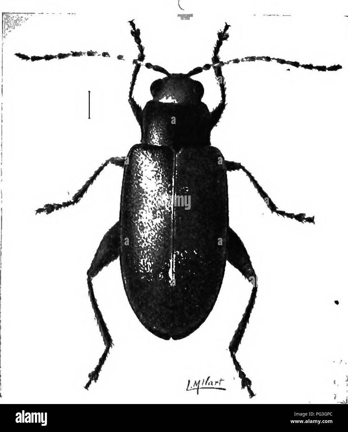 . An illustrated catalogue descriptif des coléoptères coléoptères ou (à l'exclusion de la Rhynchophora) présents dans l'Indiana : avec bibliographie et des descriptions des espèces nouvelles . Les coléoptères. Fig. 541, X 10. (Après nous.) Ambrosia trifida L. ; également sur l'aîné et d'autres mauvaises herbes. *2258 (6990). Systena frontalis fabr., Syst. Eleut, I, 1801, 300. Hudsonius ressemble de très près. Généralement un peu plus large et moins brillant, la tête rougeâtre ou brun-jaune- basse ; antennes et pattes pâles pour la plupart. Thorax plus distinctement et élytres grossièrement moins punc- tate. Les mâles dans les deux espèces avec le dernier segment ventral pas Banque D'Images