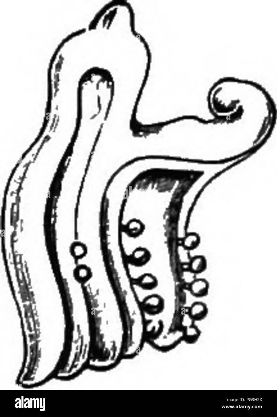 . L'origine de structures florales : grâce à la lutte contre les insectes et d'autres organismes. Les plantes ; fleurs ; Fleurs. 308 LE STRUCTUEE s'anastomosent avec des fleurs. la nageoire dorsale ; ceci, la épaissie considérablement les marges cellulaires constituant maintenant les placentas qui alimentent le tissu conducteur pour le pollen- tubes, tous font état d'une forme d'hypertrophie dans les bords de la feuilles carpellaires, un état de choses largement différente de la fin et généralement plus ou moins de marges pauvres feuilles vraies. Si l'on peut reconnaître un cordon vasculaire comme le " funda- unité mentale," et comme base de la c Banque D'Images