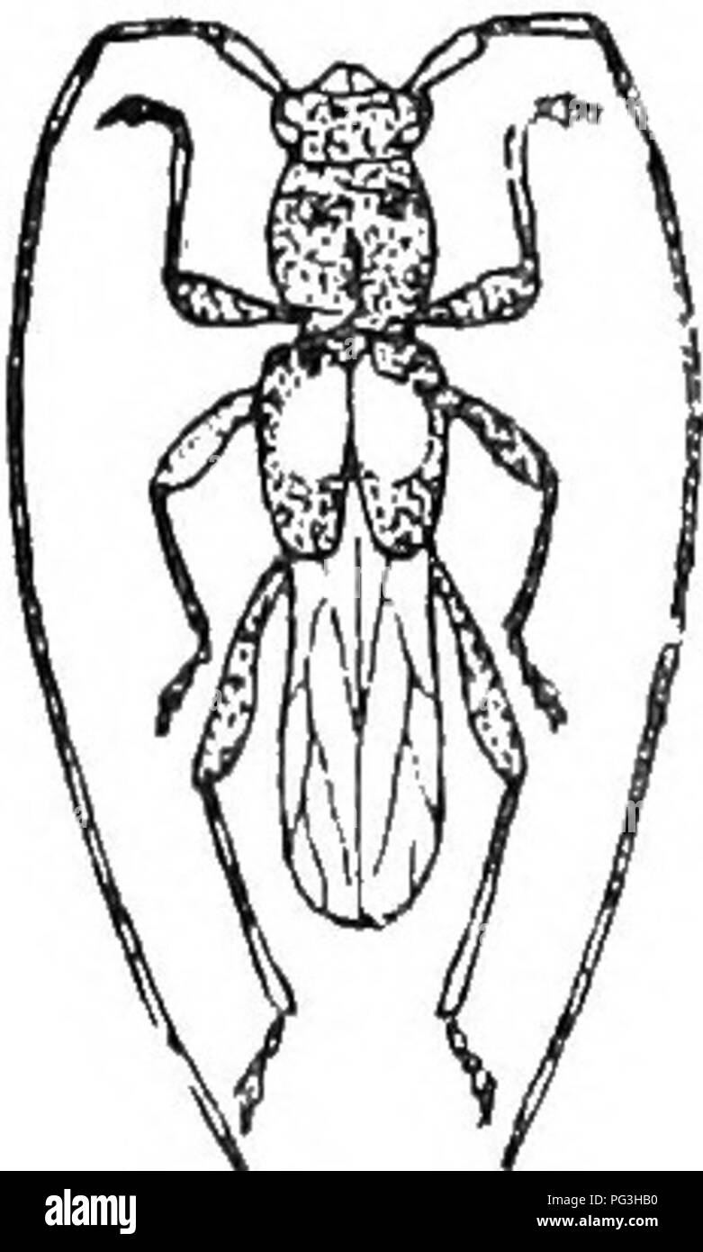 . An illustrated catalogue descriptif des coléoptères coléoptères ou (à l'exclusion de la Rhynchophora) présents dans l'Indiana : avec bibliographie et des descriptions des espèces nouvelles . Les coléoptères. 1028 PAMII,V lill.^ OBKIUM À CLÉ D'ESPÈCES. ji. Tête et tlioraxplceons, grossièrement et étroitement réticulé ; élytres rouge pâle- lave-brun, très peu. rubidum ponctulée. Oft. Corps uniformément jaune-rougeâtre ; thorax pas étroitement réticulé ; élytres ponctuée de plus près. 1901. rdbrdm. 1901 (0092). Obridm rubrum vis Neuvesm., Ent. Mag., V, 1838, 393. Allongés, subcylindrique. Brun-jaune, brillant. Tête plus large que t Banque D'Images