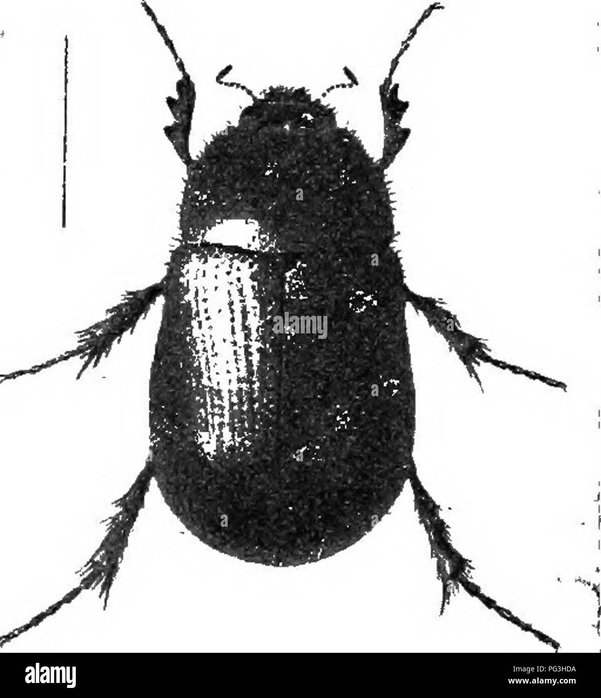 . An illustrated catalogue descriptif des coléoptères coléoptères ou (à l'exclusion de la Rhynchophora) présents dans l'Indiana : avec bibliographie et des descriptions des espèces nouvelles . Les coléoptères. Le LAMELLrCOKN les coléoptères. 991 21. Altracted souvent en grand nombre à la lumière électrique ; à l'évidence se nymphose dans les endroits humides, qu'un certain nombre ont été lancés jusqu'à labourer un marais drainés récemment. Répertorié dans Ghalepus, dont le nom était préoccupé. XXXI. LiGYRUS Burm. 1847. (Gr., "flexible.") ce genre et la suivante sont composés de robuste de taille moyenne, les espèces, ayant la convexe chef armé de petits transverse Banque D'Images