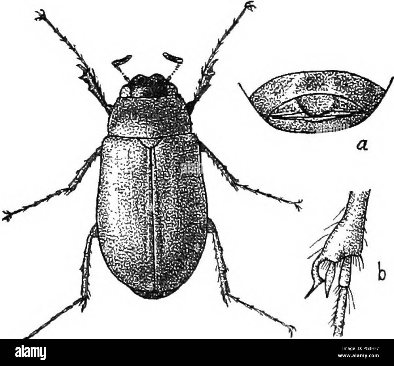 . An illustrated catalogue descriptif des coléoptères coléoptères ou (à l'exclusion de la Rhynchophora) présents dans l'Indiana : avec bibliographie et des descriptions des espèces nouvelles . Les coléoptères. PAjriLY 964 â¢T,. (S VltAB.'p;j 11/10. ( 1812 ). Lachnosterna gracilis Burm., Handb. Entom., IV, 1855, O(i1. Allongés, subeyHiidi-ieal. Pule brun-jaune, le thorax plus foncé sumewliat ijiceous ; tête fuscous ou. Clypeus court, hroadl,', pas eniargiiiate profondément, d'assez près, pas coarsel ponctulée.y. ..Iitennal soit joints '.) ou 10 en nombre. Bref, les côtés du thorax fortement courbé en avant du milieu, près de s Banque D'Images