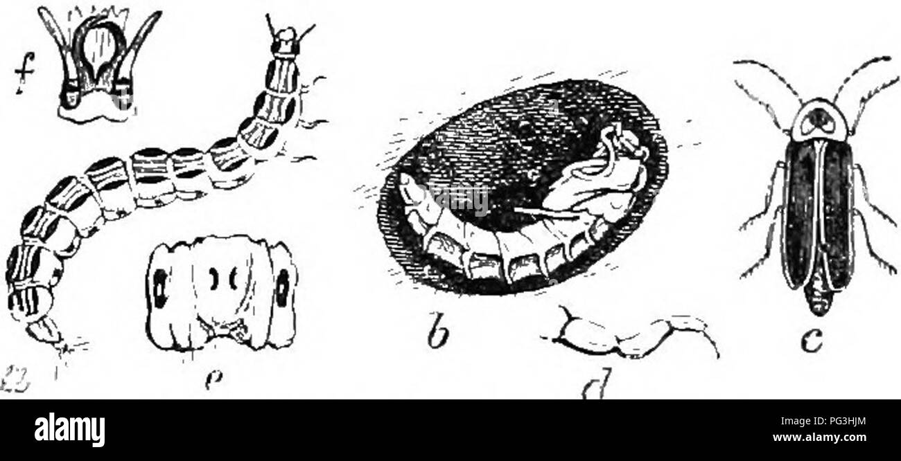 . An illustrated catalogue descriptif des coléoptères coléoptères ou (à l'exclusion de la Rhynchophora) présents dans l'Indiana : avec bibliographie et des descriptions des espèces nouvelles . Les coléoptères. S22 PA MIL Y X r.. IjAMPYRID,1&Lt ; ;. 1562 (4827). Coksangiineus laquelle Photinus Lee, Pi'oc. Phil. Acad. Nat. Sci., V, 1851, 335. Allongés, plutôt svelte. Piceous ou sombre ; thorax jaune, avec une barre médiane noire, cette moitié basale bordées de rose de chaque côté ; élytres avec fil et les marges latérales pâle, fin, avec un ou deux subobsolete carinse piceous. sombre. Longueur 8-12,5 mm. Porter, Marshall et Koschis Banque D'Images