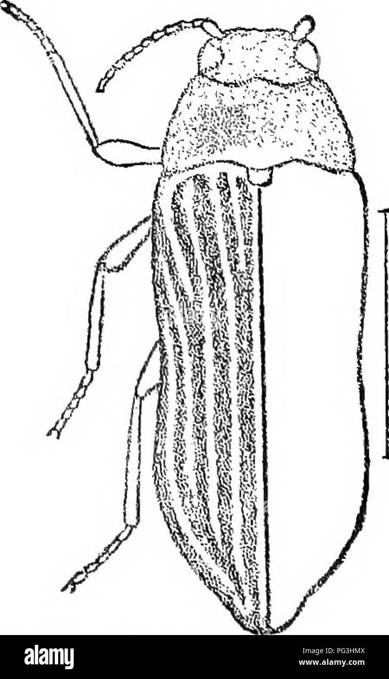. An illustrated catalogue descriptif des coléoptères coléoptères ou (à l'exclusion de la Rhynchophora) présents dans l'Indiana : avec bibliographie et des descriptions des espèces nouvelles . Les coléoptères. Fig. 298. 1489 (4598). Bupeestis kufipes Oliv., Nat. Hist, des Ins., II, 1801, 10. Allongée. Au-dessus, vert teinté de Brassy, brillant ; élytres repéré comme décrit dans les principaux ; une bande jaune oblique près de la marge du thorax. Être- neath vert, avec une bande médiane allant de la bouche à deuxième segment ventral et d'un -rangée de petites taches sur les côtés, jaune vif ; pattes et tliree dernier segments ventraux re-violacé Banque D'Images