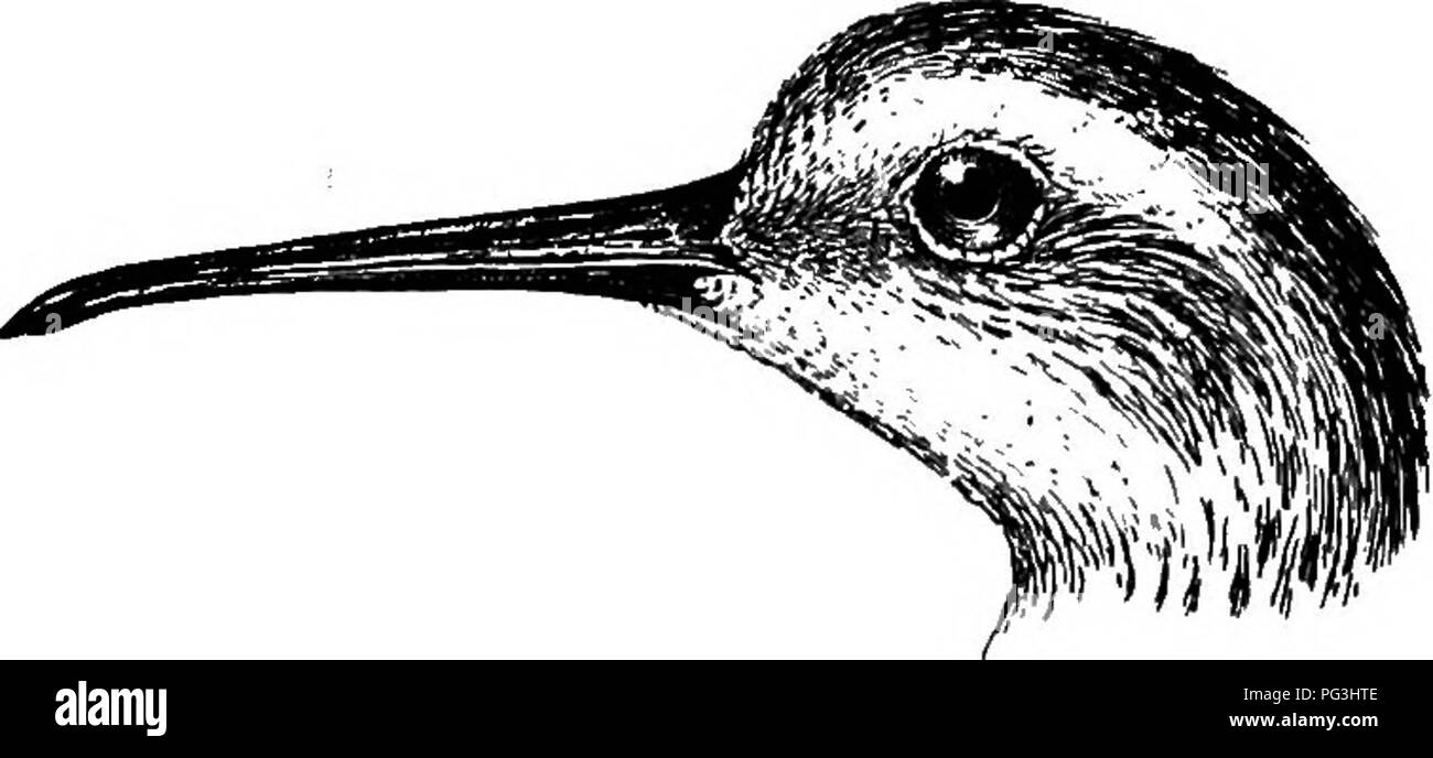 Ce volume offre un compte rendu détaillé des espèces d'oiseaux d'Afrique du Sud, y compris le Curlew Sandpiper et ses aires de reproduction. Le livre présente des descriptions des habitats des espèces et des variations saisonnières dans l'apparence et le comportement. Banque D'Images