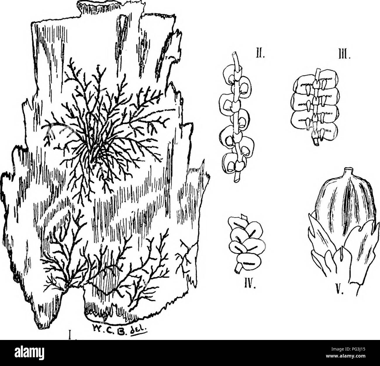 . Les mousses à la loupe ; un manuel technique des plus communs et de reconnaître plus facilement les mousses du nord-est des États-Unis. Mousses. i68 LES MOUSSES À LA LOUPE * Quitte compliquer-bilobée. FRULLANIA. F. Eeoracensis Gottsche, toute personne qui a été dans les bois à l'ensemble doivent avoir remarqué les jolis dessins brun foncé- ish-vert sur l'écorce des hêtres et des bouleaux, comme ceux de la figure. Si courant et si frappant est cette petite plante que presque aucune autre description n'est nécessaire pour son identification. Bien qu'il est si petit, ses amphigastres lobules et peut être faite facilement à l'esprit Banque D'Images