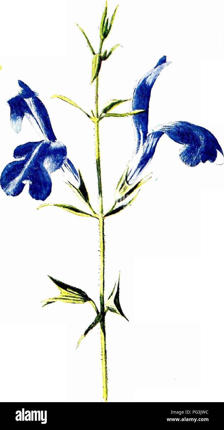 Ce guide offre des descriptions détaillées et des illustrations de fleurs de jardin communes, avec un accent sur leur utilisation ornementale et leur culture. Il comprend des espèces comme la sauge bleue, soulignant leurs rôles esthétiques et fonctionnels dans les jardins. Banque D'Images