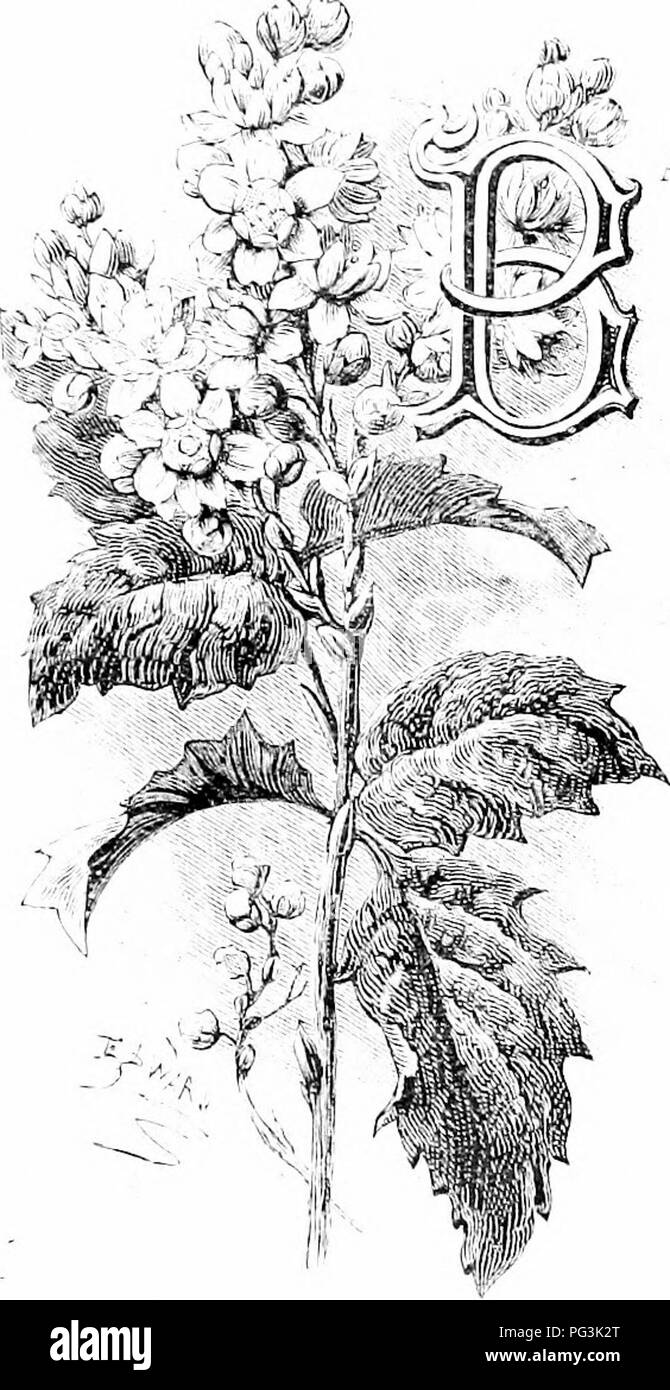 La collection met en valeur des fleurs de jardin familières, classées en fonction de leurs types de feuilles. Ces fleurs sont divisées en groupes comme Berberis avec des feuilles simples et Mahonias avec des feuilles pennées. Cette distinction aide à identifier et à cultiver ces arbustes robustes dans divers environnements de jardin. Banque D'Images