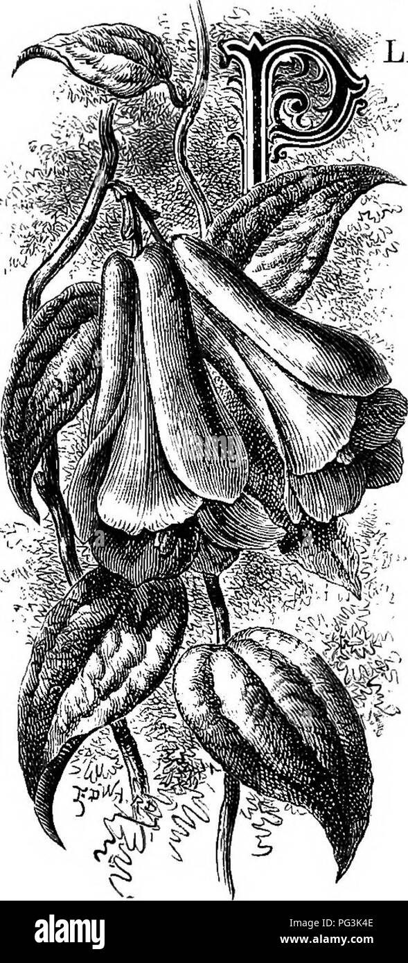 . Fleurs de jardin familier . Fleurs ; plantes ornementales ;, la floriculture. LAPAGEKIA. Avantgardiste Lapageria rosea. LANTS d 'introduction récente, plus particulièrement celles du grand continent de l'Ouest que nous appelons le nouveau monde, ne pas prêter volontairement eux-mêmes à un traitement littéraire. En ce qui concerne le livre traite- ment d'histoire naturelle sous projets, nous courons dans les rainures vicieux ; et si le volubile " anciens " n'ont rien à dire, nous semblons être frappé de mutisme, pour les sources de connaissances semblent être le seul bookmaker, dans ce qu'on appelle le " classiques." Hélas, pour le cas qui nous intéresse ! L Banque D'Images