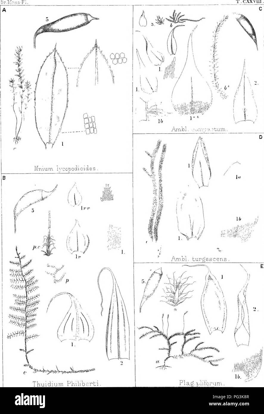 . Les Britanniques moss-flora. Les mousses. T.. CJDCVm. Tkuxdium PKiliberti BruiihMajit R.. ad, je technique n° XII bis.UL. MmJxrn-Bros/ sep- &gt ;&gt ;&gt ;///. Veuillez noter que ces images sont extraites de la page numérisée des images qui peuvent avoir été retouchées numériquement pour plus de lisibilité - coloration et l'aspect de ces illustrations ne peut pas parfaitement ressembler à l'œuvre originale.. Braithwaite, Robert, 1824-1917. Londres Banque D'Images