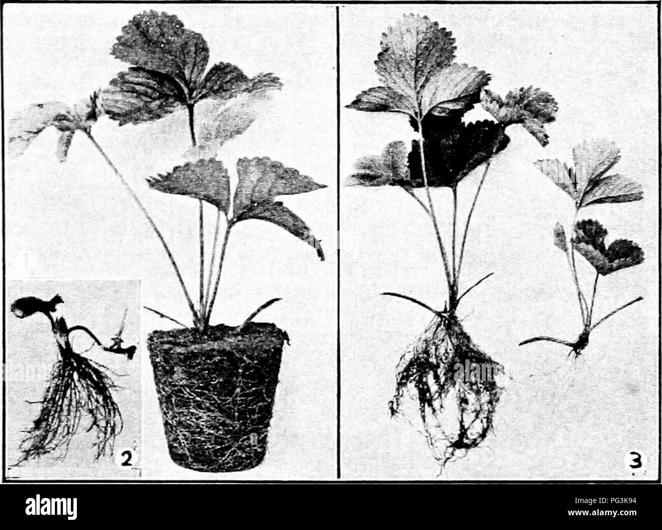 . La multiplication des plantes : les serres et les pépinières la pratique . La propagation de la plante. La multiplication par LAYERAGE-bourgeons 69 soit à la transplantation ou à liear de fruits. Dans la pratique sur le terrain pas de tels soins que ce n'est prise, les plantes Ijeing^ freeb racine à l'intérieur des limites de la largeur de la haie ou nattés. Comme dans toutes les autres méthodes asexuées de propa gation, ossature.produire la même variété que les plantes-mères à partir de laquelle s'sont formés. 103. La propagation rapide des strawherry.-c. Gazeau, un Français en- vestigator, prétend que les fraises peuvent être rapidement propagé ainsi :. FIG. 60-FRAISIERS PRÊT POUR LE RÉGLAGE 1 Banque D'Images