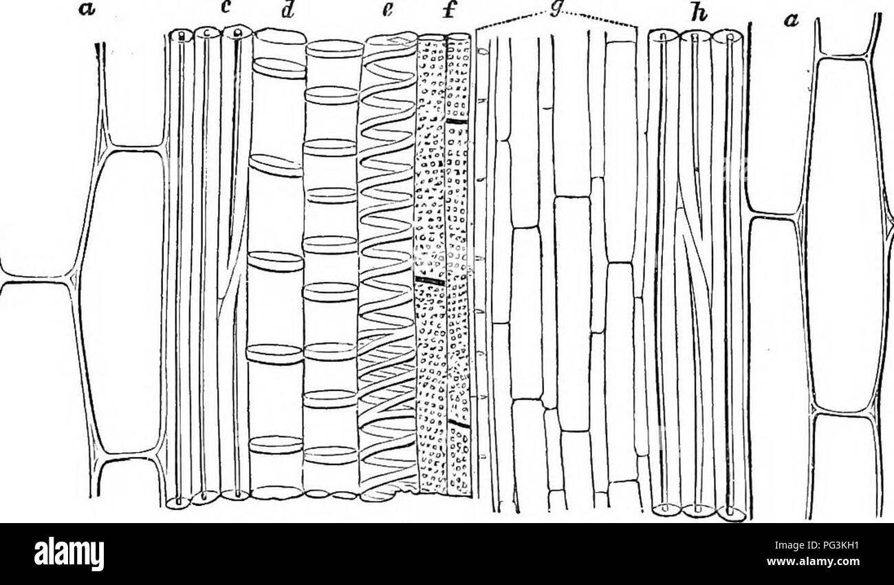 . Comment les cultures se développent. Un traité sur la composition chimique, la structure, et de la vie de l'usine, pour tous les élèves de l'agriculture ... Chimie agricole ; la croissance (plantes). Les organes végétatifs des plantes. 271 de la bast ou écorce interne de nos arbres communs ; ceux qui sont le plus près du centre de la tige, c, s'loood-cellules. Dans la tige du maïs, bast et bois-cellules sont tout à fait semblable, et ne se distinguent que hj leur jDOsition. En d'autres plantes, elles sont souvent à la différence en ce qui concerne la longueur, l'épaisseur, et pli- capacité, bien que toujours, pour la plupart, de forme semblable. Parmi les cellules de bois â nous observons un certain nombre de duc Banque D'Images