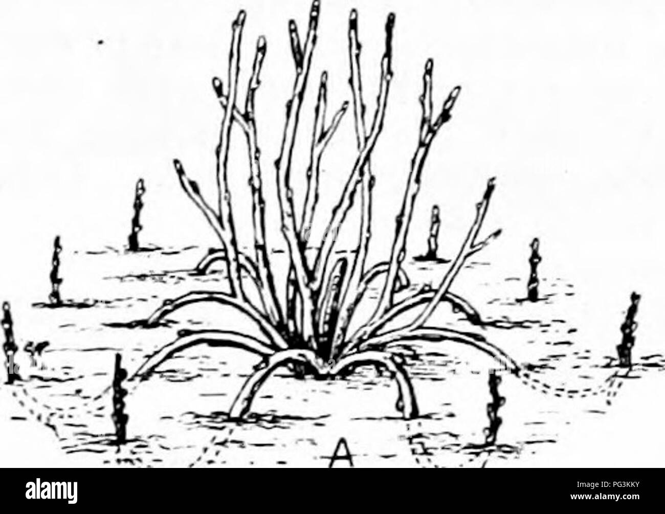 . La multiplication des plantes : les serres et les pépinières la pratique . La propagation de la plante. J'UTTJXG '''3 slioukl trois pouces d'être fixé sur le gravier, de cendres ou d'autres matériaux lâches pour assurer le drainage. &Amp;2. Pot de plantes, celles qui ont été vérifiés l :- remainmg t(i&lt;j long dans le ^tea pots et ont été vérifiés dans tiius gmwth. nécessité d'une attention particulière. Avant de frapper à, la surface du sol doit être grattée nettoyer pour retirer le "charmante" et certains des sols acides. Après avoir frappé, le disque ])l'ensemble de la masse doit être écrasée entre la paume des mains, peut-être cassé par raps (si la main fermée. T Banque D'Images