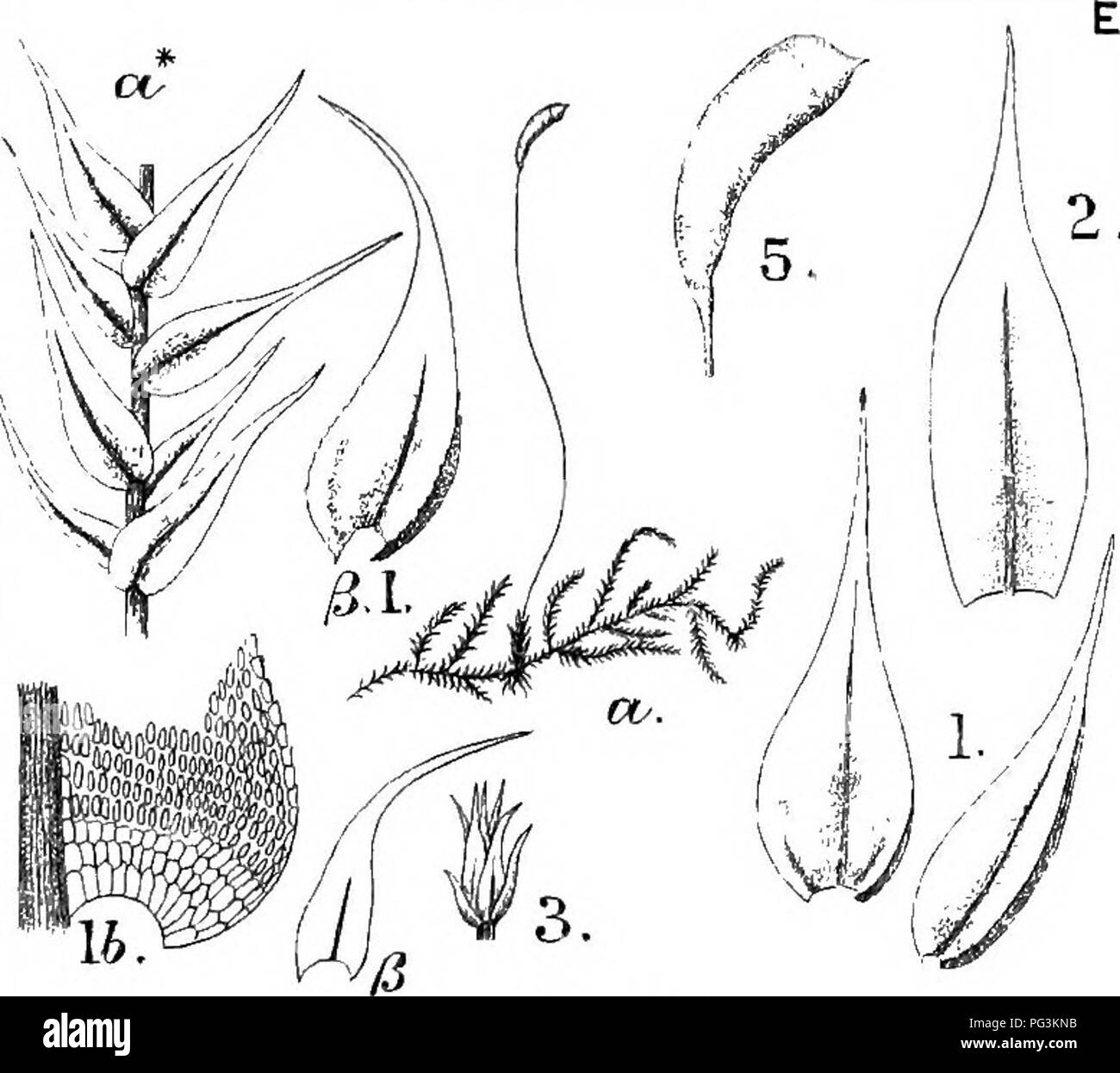 . Les Britanniques moss-flora. Les mousses. Un caiale,cu.RVI. A..ra<lic5i,le. c. Kill !"^l^ 1 1 I i' 3.. Veuillez noter que ces images sont extraites de la page numérisée des images qui peuvent avoir été retouchées numériquement pour plus de lisibilité - coloration et l'aspect de ces illustrations ne peut pas parfaitement ressembler à l'œuvre originale.. Braithwaite, Robert, 1824-1917. Londres Banque D'Images . Les Britanniques moss-flora. Les mousses. Un caiale,cu.RVI. A..ra<lic5i,le. c. Kill !"^l^ 1 1 I i' 3.. Veuillez noter que ces images sont extraites de la page numérisée des images qui peuvent avoir été retouchées numériquement pour plus de lisibilité - coloration et l'aspect de ces illustrations ne peut pas parfaitement ressembler à l'œuvre originale.. Braithwaite, Robert, 1824-1917. Londres Banque D'Images