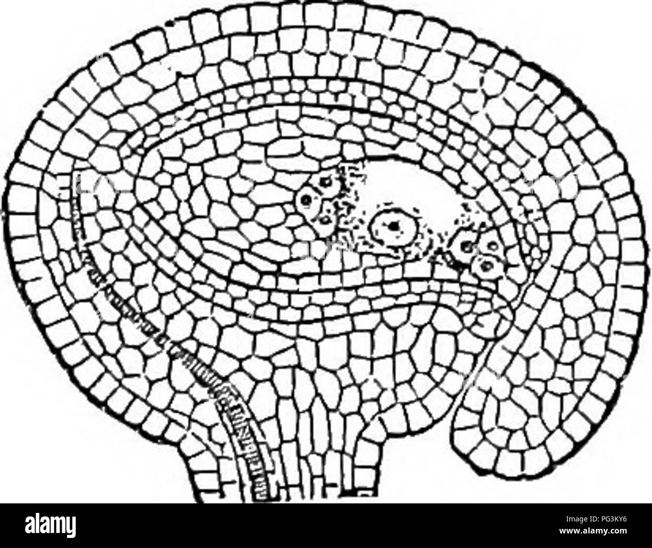 . Botanique physiologique ; I. Lignes de l'histologie d'phaenogamous les plantes. II. Physiologie végétale. Physiologie végétale ; anatomie végétale. STRUCTXJUE DE L'ovule. 433. 197 d'autres cas, plusieurs rangées de cellules se superposent, formant le corps connu dans le nncleus la morphologie de l'ovule. Ce, pour éviter la possibilité de confusion même léger, sera maintenant parlé de comme le nucelle. Que cette distinction est necessarj-, s'affiche alors, dans le fait que, dans l'une des grandes cellules de ce corps il y a un vrai noyau cellulaire qui sous- va des changements remarquables, que j doit être décrite. Il t Banque D'Images