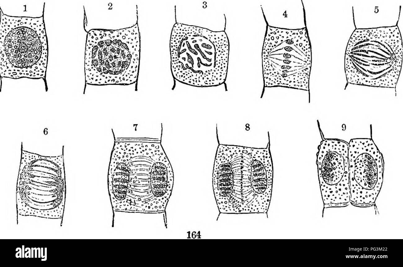 Ce travail botanique décrit l'histologie et les processus physiologiques des plantes, y compris le développement des stomates. Il examine les structures cellulaires impliquées dans la croissance des plantes et leur rôle dans la régulation des échanges gazeux. Banque D'Images