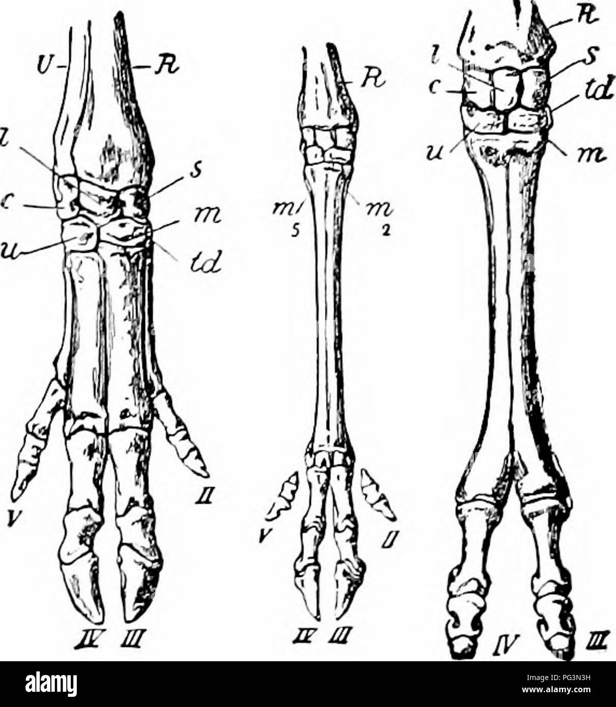 . Un manuel de zoologie. Zoologie. je- m PiQ^^ 6jj-Pore pieds d'ongulés (après la fleur). A-C, péri.s5odactyle ; D-F, artiodactyle. A, B, tapir, rhinoceros ; C, cheval ; /), porc ; E, deer ; F, camel, c,- trique bostn ("ulnare) ; I, lunatum (intermedium) ; m, capilatum^ ; m-m^, rudiments de méta- carpals II et V, P, R, pisiforme ; rayon ; s, scaphoïde (radiale) ; td, trapèze ; tm, trapèze ; U, cubitus ; u, hamalum ; II-V, chiffres. actionné différemment dans le {perissodacfylc à longs doigts impairs) et même artiodaclyle-toed (formulaires). Dans les Perissodactyla l'axe de pression passe par le milieu de tep (fig. 615, A-C, II Banque D'Images