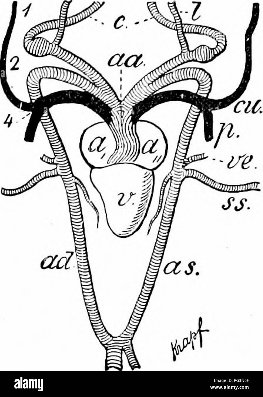 . Un manuel de zoologie. Zoologie. Fig. 569. Fig. 570. Fig. 569.-coeur et artères arches de larve (salamandre), Boas après un' a- droit et gauche ; oreillettes aa, tronc artériel ; ad, aorte dorsale ; que, de l'arc aortique gauche ; b, la connexion directe entre les artères efférentes et afférentes ; c, location9tid ; /, artère afférent ; p, artère pulmon- ary ; v, ventricule ; 1-4, les artères afférentes ; j'-j', les branchies. Fig. 570.-Coeur et arcades de grenouille (schéma), a, a,,, oreillettes droite et gauche ; aa, aorte ventrale ; ad, que, droite et gauche arcs aortiques (aorte radices ;) ; c, ; cu carotide, cutaneus ; JE, lingualis ; p, artère pulmonaire ; ss, s Banque D'Images