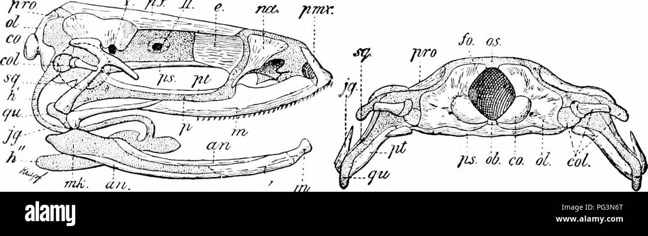 . Un manuel de zoologie. Zoologie. IV. Vertébrés : AMPHIBIA, 515 partie articulaire, comme le carré, être incompjletely rarement ossifié. Vomers, palatines et pterygoids apparaissent dans la base du crâne, les trois formant un passage continu dans l'Anura ; en face d'eux se trouvent les prémaxillaires et mâchoires identiques dans la plupart des cas. Entre la fin de la mâchoires identiques et l'os carré il peut y avoir un écart ou il peut être comblé par un jugal. Par la modifica- J' "f JT. Fig. 566.-latérale et l'entraver sur frog crâne fafter Parker). Lettres pour ce et 565 : qh, angulare ; comme alisphenoid ; cartilage, Banque D'Images