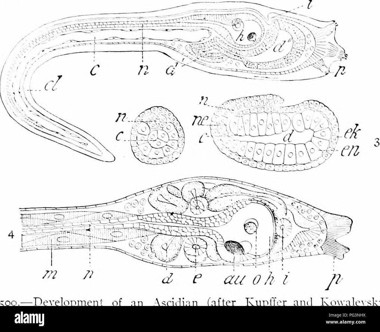 Un Manuel De Zoologie Zoologie 446 Ciiordata Cviuliij N Oi C Ri Ip F L Ouverture Buccale Six Lobees Airial Foiir Lobees Ro J Iihi K I An Sous Des Oixlcr Ii S Xascil Lk Coinpound Consisling Ascidies De