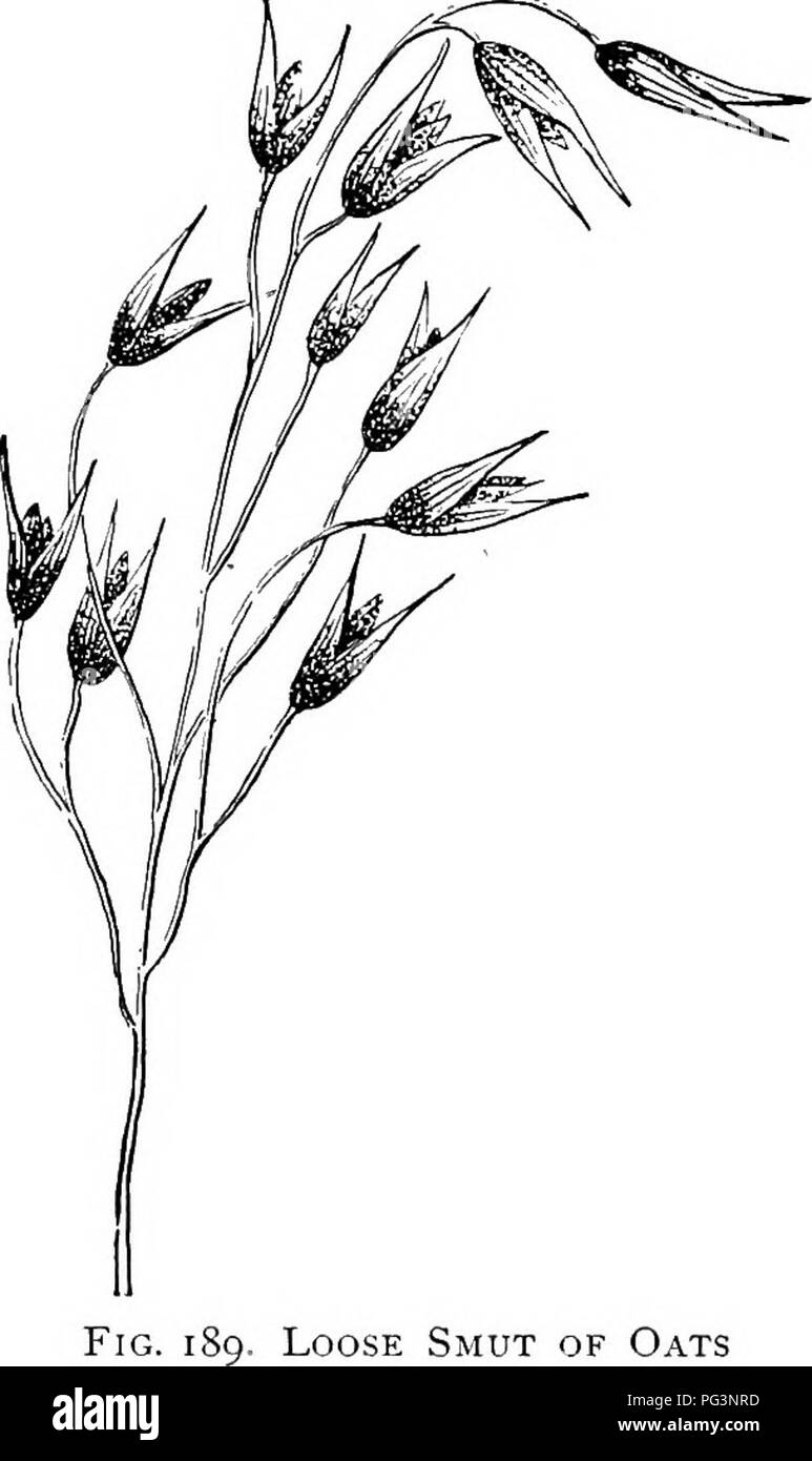 Le texte aborde diverses maladies fongiques chez les plantes, décrivant les types de spores et leur comportement chez des champignons spécifiques comme Tilletia, Entyloma et Urocystis. Il comprend des recherches sur le brouet lâche de l'avoine (Ustilago Arena), détaillant les symptômes et l'impact de cette maladie sur les cultures agricoles. Banque D'Images