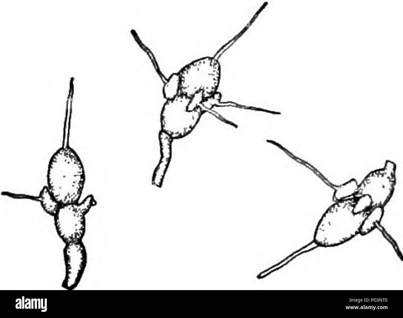 . Fungous les maladies des plantes : avec des chapitres sur la physiologie, les méthodes de culture et de technique . Les champignons dans l'agriculture. Champignons imparfaits 367 pleinement en tant que préventif. Cinq ou plus de pulvérisation ont été rentables à l'Américain, Français, Japonais et les stocks, bien que cela n'a pas accordé une protection complète. Le traitement, car, pour la tavelure du poirier est conseillée lorsque la maladie devient une question d'importance économique suffisante dans le verger.. Fig. 186. Les spores de la Entomusporium LIV. Tache de suie et la moucheture DE LA POMME ET D'autres plantes1 Leptothyrium Pomi (Mont. &Amp ; Fr.) Sacc. Clinton, G. P. Parasi Notes sur Banque D'Images