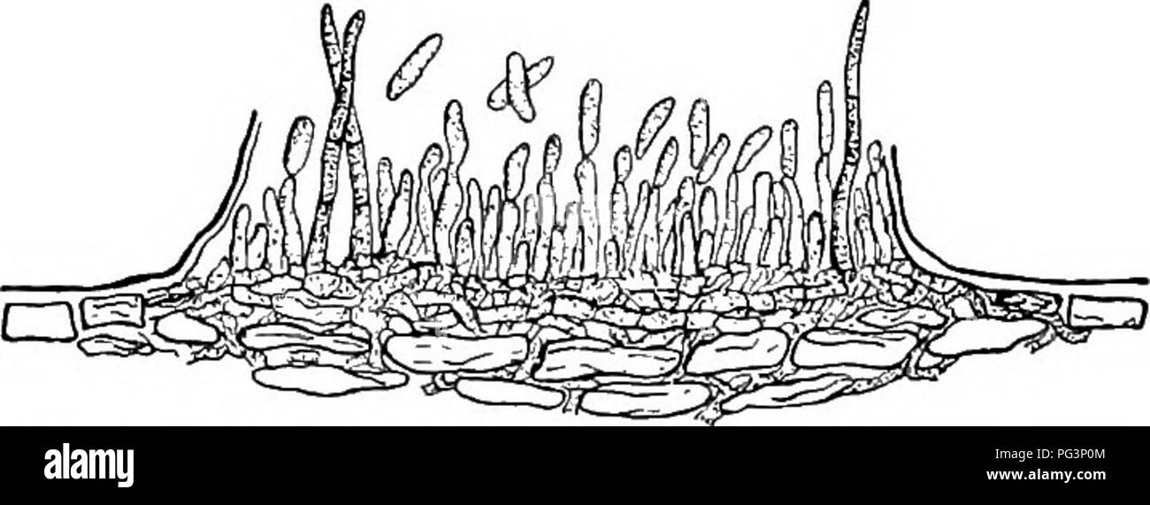 . Fungous les maladies des plantes : avec des chapitres sur la physiologie, les méthodes de culture et de technique . Les champignons dans l'agriculture. FlG. 155. COLLETOTRICHUM DE HARICOT : une culture d'isolement. (Photographie de Geo. F. Atkinson) quelques soies de couleur sombre sont développés.1 les conidies mesurer 15-19 x 3,5 5,5/*. Elles germent facilement et deviennent généralement cloisonnées pendant le processus. Chaque conidie est par une enveloppe gélatineuse non commerçante qui une fois sec colles à d'autres spores ou de tout objet sur lequel elle s'inscrit ; toutefois, lorsqu'ils sont humides, les spores sont facilement- sepa et distribués. Le contrôle. Des méthodes très diverses de controll Banque D'Images