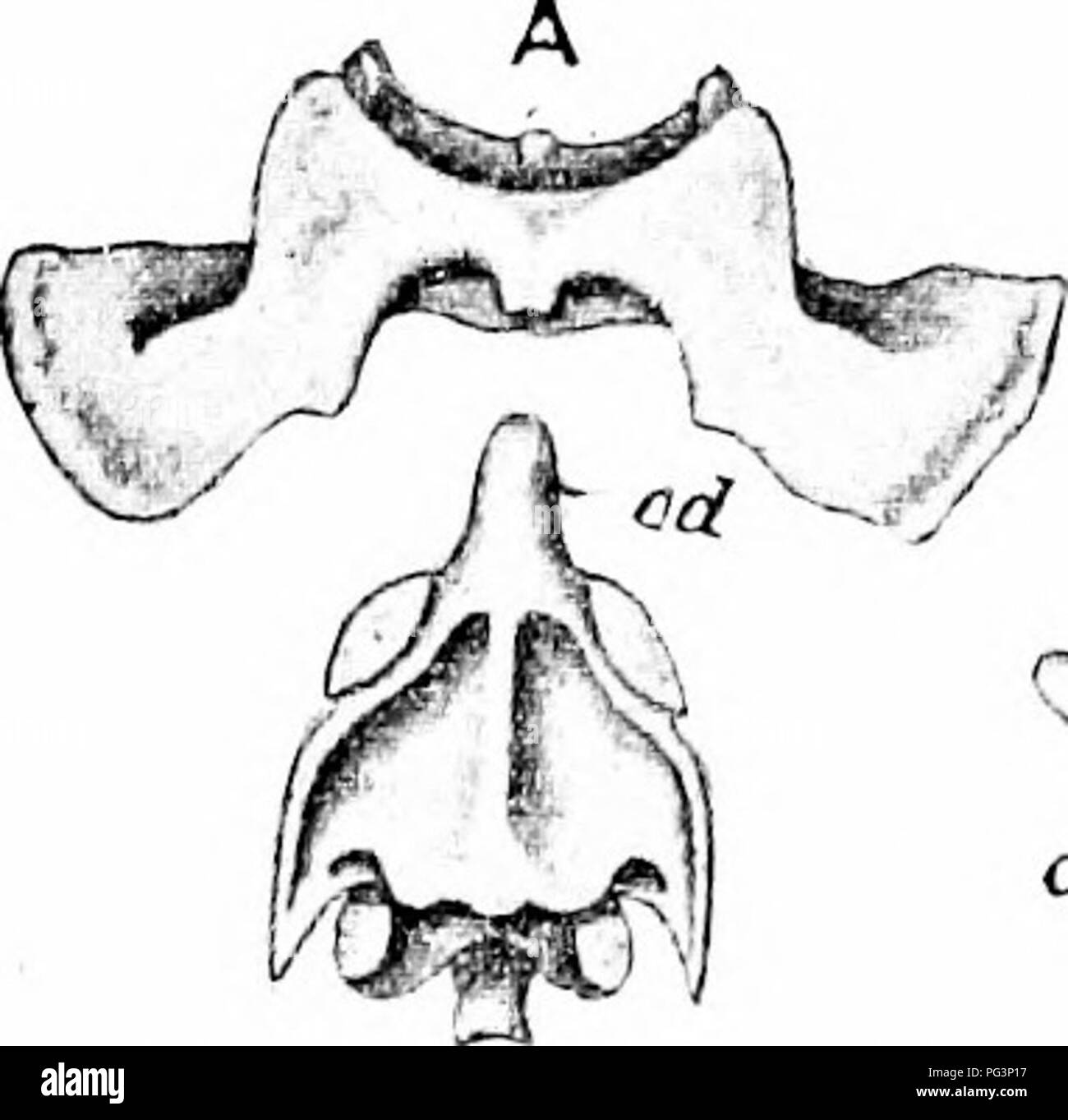 . Un manuel de zoologie. Manuel de zoologie 494 SECT. Le vertebne thoracique ont toutes les épines de forme allongée. L'apophyse transverse sont courtes et stout ; chacun porte près de son extrémité, une petite surface articulaire lisse ou pour le bacille tuberculeux d'un RIB. Sur la partie antérieure et postérieure des frontières de chaque vertèbre est un peu d'aspect semi-lunaire, la facette capitulaires, située à la jonction de l'centrum et l'arc neural. Les deux semi-lunaire contigus facettes de vertèbres successives forment entre eux une concavité dans lequel la tête ou d'un capitule rib est reçu.. Bsp SW °&Lt ;* art Banque D'Images