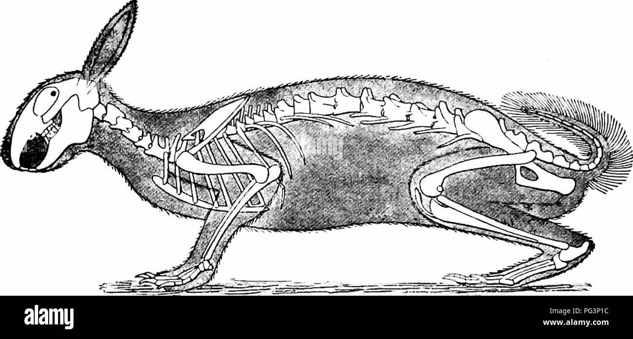 Troisieme Paupiere Banque D Images Noir Et Blanc Alamy Troisieme Paupiere Banque D Images Noir Et Blanc Alamy